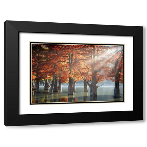 Sunny Cypress Trees Black Modern Wood Framed Art Print with Double Matting by Nesvetaylov, Dmitry