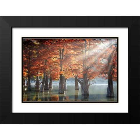 Sunny Cypress Trees Black Modern Wood Framed Art Print with Double Matting by Nesvetaylov, Dmitry