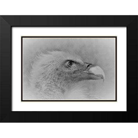 Bald Eagle Black Modern Wood Framed Art Print with Double Matting by Andreescu, Cristian