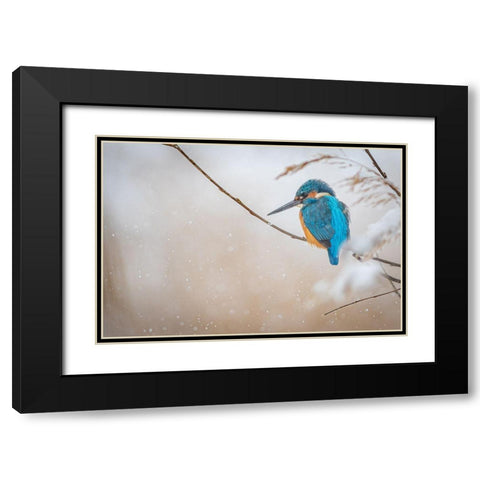 Common Kingfisher Black Modern Wood Framed Art Print with Double Matting by Vasilev, Yordan