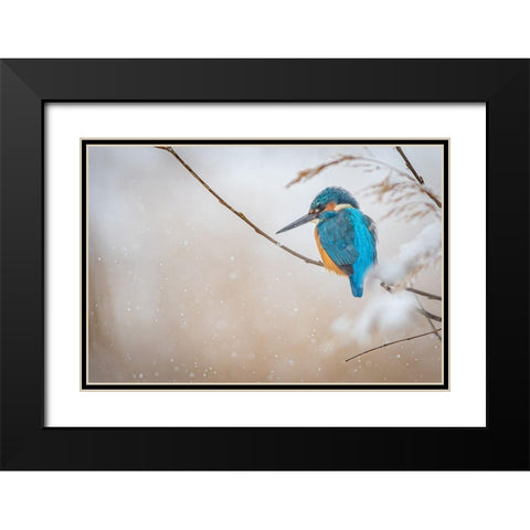 Common Kingfisher Black Modern Wood Framed Art Print with Double Matting by Vasilev, Yordan