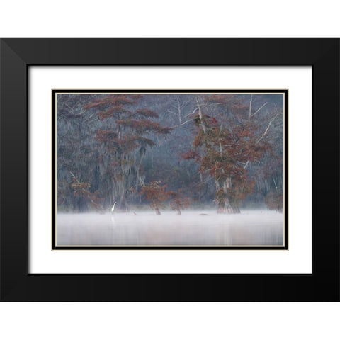 Egrette Black Modern Wood Framed Art Print with Double Matting by Marchegiani, Roberto