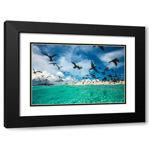 Ocean bird Black Modern Wood Framed Art Print with Double Matting by Gabriel, Barathieu