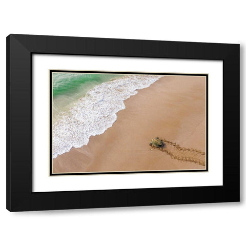 Turtle Season Black Modern Wood Framed Art Print with Double Matting by AL Farsi, Haitham