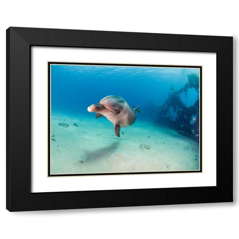 Dolphin Black Modern Wood Framed Art Print with Double Matting by Ben Tov, Ilan