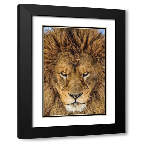 Serious Lion Black Modern Wood Framed Art Print with Double Matting by Centioli, Mike