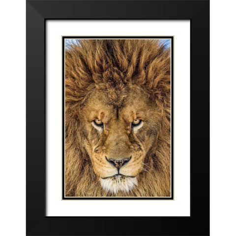 Serious Lion Black Modern Wood Framed Art Print with Double Matting by Centioli, Mike