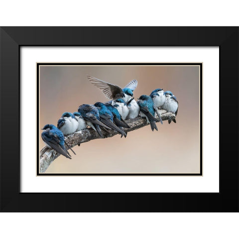 No room No problem I will make myself some room Black Modern Wood Framed Art Print with Double Matting by Chang, Cheng