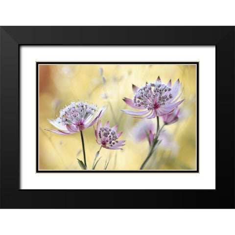 Astrantia Major Black Modern Wood Framed Art Print with Double Matting by Disher, Mandy