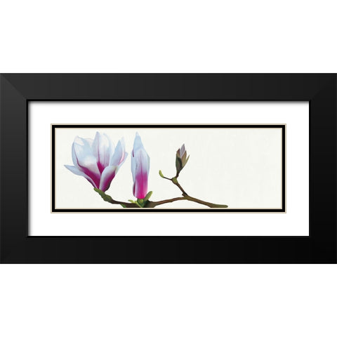 Magnolia solitaire Black Modern Wood Framed Art Print with Double Matting by Andrew, Stephanie