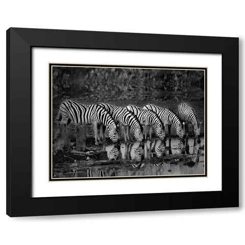 Zebras Reflection Black Modern Wood Framed Art Print with Double Matting by Ortega, Xavier