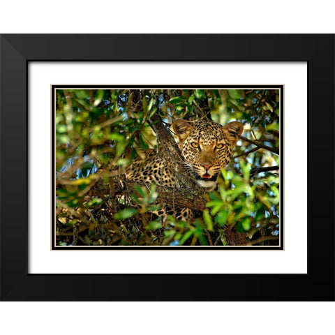 Leopard Camouflage Black Modern Wood Framed Art Print with Double Matting by Ortega, Xavier