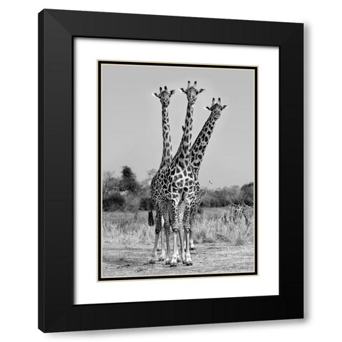 Giraffes Three Black Modern Wood Framed Art Print with Double Matting by Ortega, Xavier
