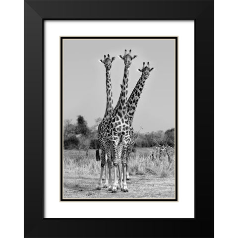 Giraffes Three Black Modern Wood Framed Art Print with Double Matting by Ortega, Xavier