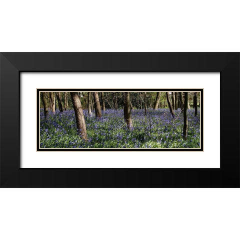 Bluebell Wood lI Black Modern Wood Framed Art Print with Double Matting by Lambert, Tom
