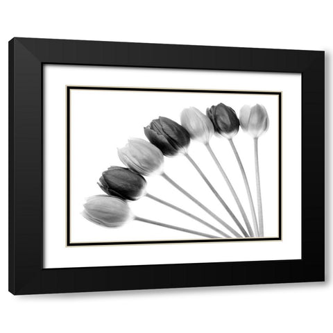 Tulips Array l Black Modern Wood Framed Art Print with Double Matting by Lambert, Tom