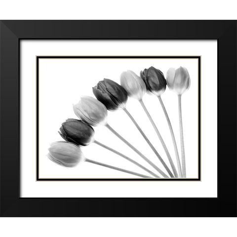 Tulips Array l Black Modern Wood Framed Art Print with Double Matting by Lambert, Tom