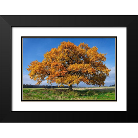 Golden Oak Black Modern Wood Framed Art Print with Double Matting by Strand, Hans