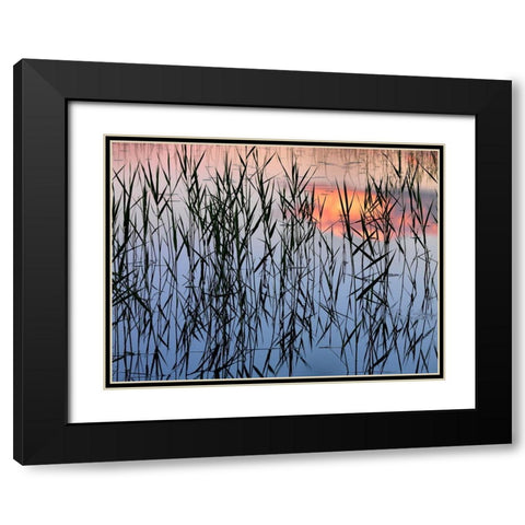 Summer Reed Black Modern Wood Framed Art Print with Double Matting by Strand, Hans