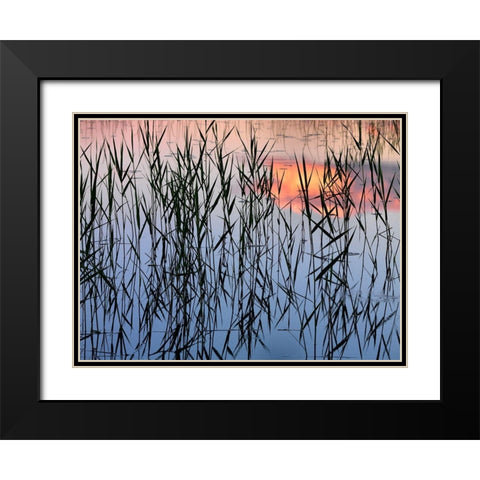 Summer Reed Black Modern Wood Framed Art Print with Double Matting by Strand, Hans