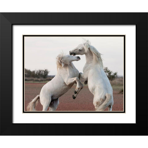 Male CompetitionÂ  Black Modern Wood Framed Art Print with Double Matting by Llovet, Jorge