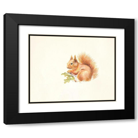 Red Squirrel Black Modern Wood Framed Art Print with Double Matting by Mayes, Hilary