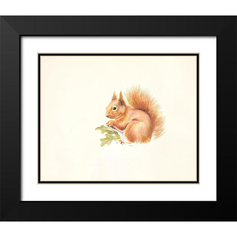 Red Squirrel Black Modern Wood Framed Art Print with Double Matting by Mayes, Hilary