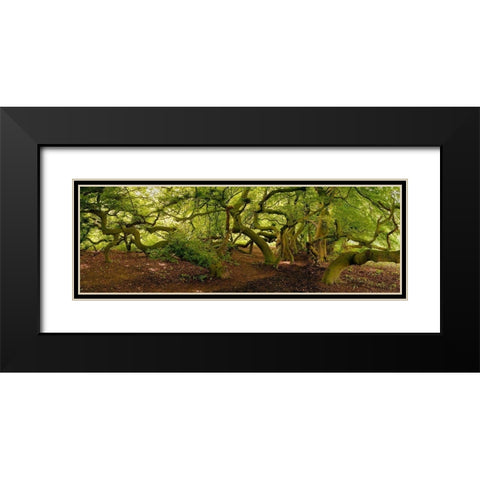 Suntelbuchenallee Black Modern Wood Framed Art Print with Double Matting by Fischer, Rolf