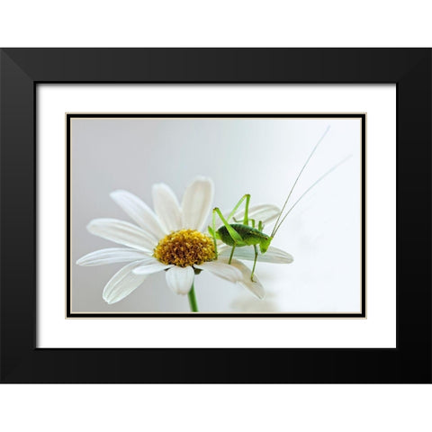 Grashupfer auf Margarite Black Modern Wood Framed Art Print with Double Matting by Fischer, Rolf