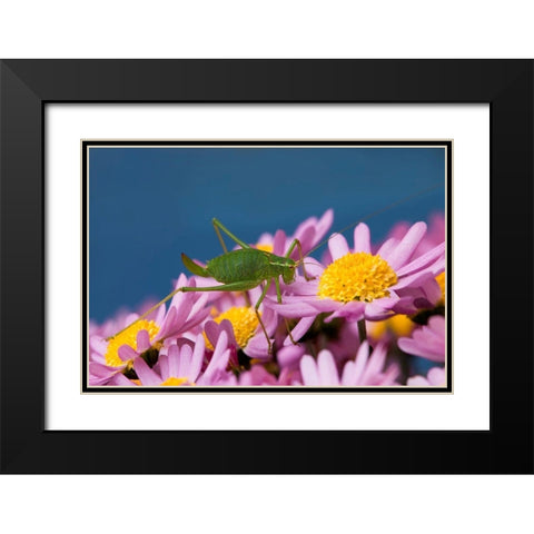 Grashupfer auf Blumen Black Modern Wood Framed Art Print with Double Matting by Fischer, Rolf