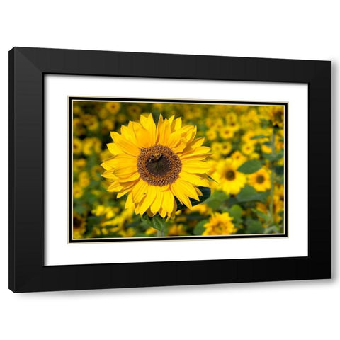 Honigbiene im Sonnenblumenfeld Black Modern Wood Framed Art Print with Double Matting by Fischer, Rolf