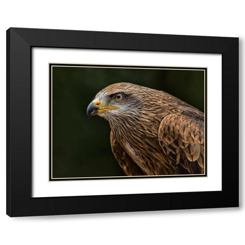 Red Kite Black Modern Wood Framed Art Print with Double Matting by Ronin