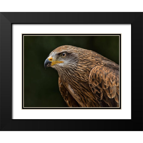 Red Kite Black Modern Wood Framed Art Print with Double Matting by Ronin