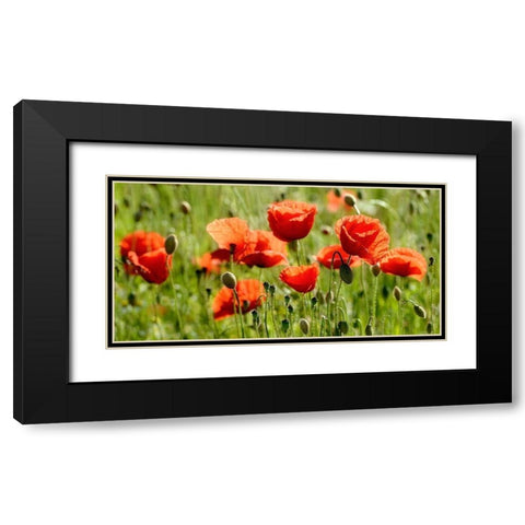 Some Poppy Part II Black Modern Wood Framed Art Print with Double Matting by Steger, Uwe