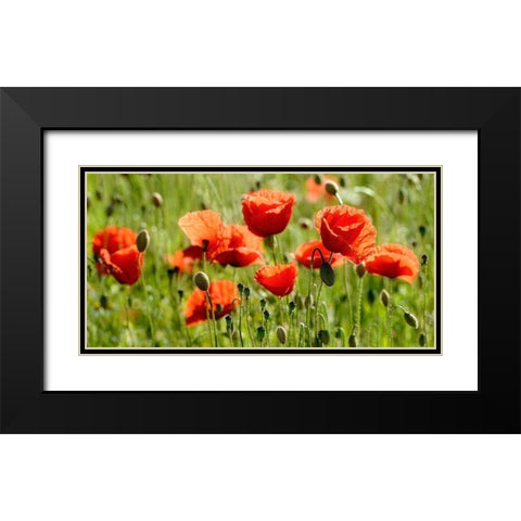 Some Poppy Part II Black Modern Wood Framed Art Print with Double Matting by Steger, Uwe