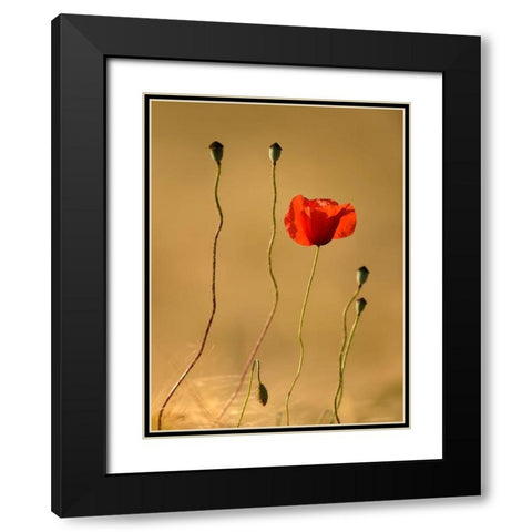 The Last Flowers Black Modern Wood Framed Art Print with Double Matting by Steger, Uwe