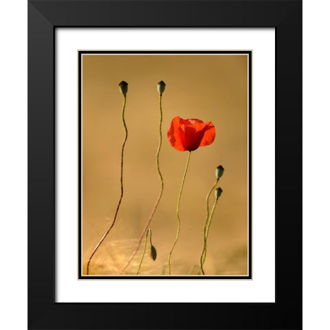 The Last Flowers Black Modern Wood Framed Art Print with Double Matting by Steger, Uwe
