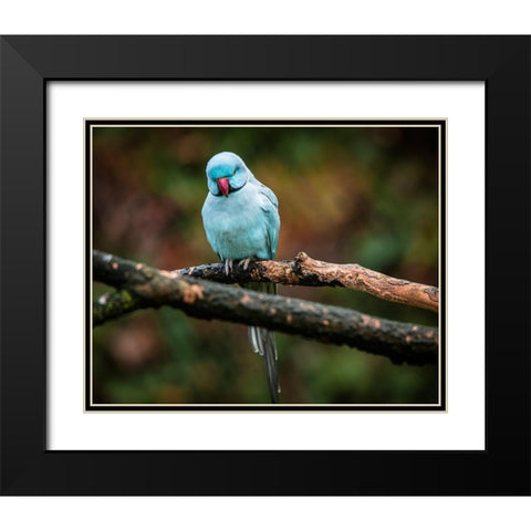 Blue Parrot Black Modern Wood Framed Art Print with Double Matting by Ronin