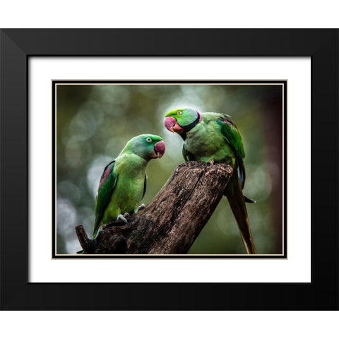 Green Parrot II Black Modern Wood Framed Art Print with Double Matting by Ronin