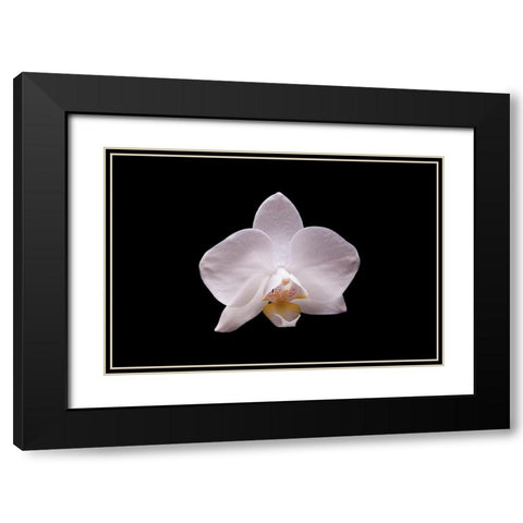 Orchidee I Black Modern Wood Framed Art Print with Double Matting by Brosius, Volker