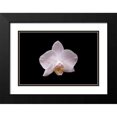 Orchidee I Black Modern Wood Framed Art Print with Double Matting by Brosius, Volker