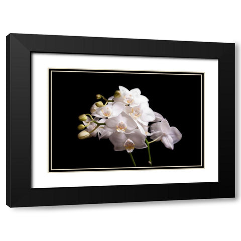 Orchidee II Black Modern Wood Framed Art Print with Double Matting by Brosius, Volker