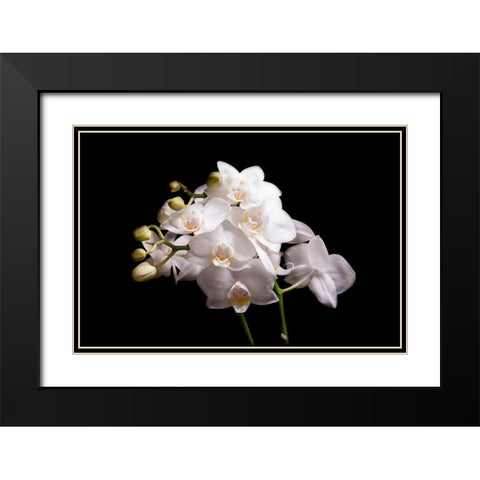 Orchidee II Black Modern Wood Framed Art Print with Double Matting by Brosius, Volker