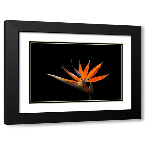 Strelitzia Black Modern Wood Framed Art Print with Double Matting by Brosius, Volker