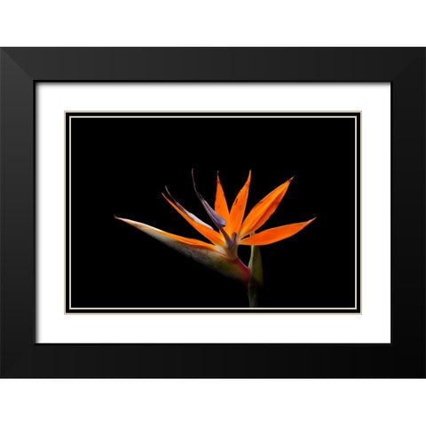Strelitzia Black Modern Wood Framed Art Print with Double Matting by Brosius, Volker