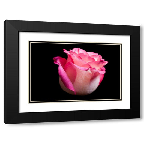 Rose I Black Modern Wood Framed Art Print with Double Matting by Brosius, Volker