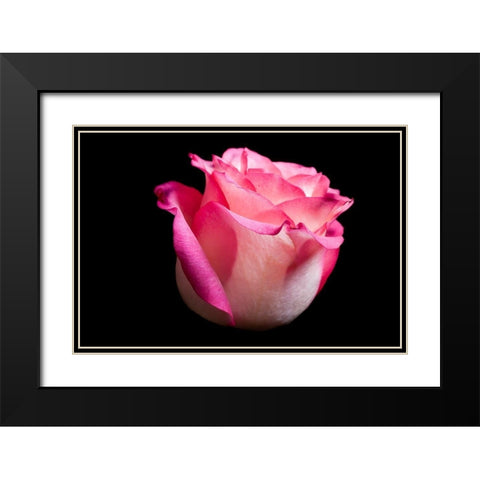 Rose I Black Modern Wood Framed Art Print with Double Matting by Brosius, Volker