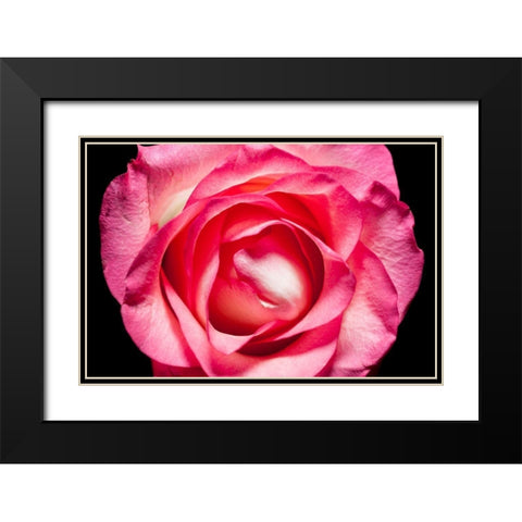 Rose II Black Modern Wood Framed Art Print with Double Matting by Brosius, Volker