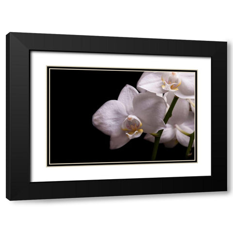 Orchidee III Black Modern Wood Framed Art Print with Double Matting by Brosius, Volker