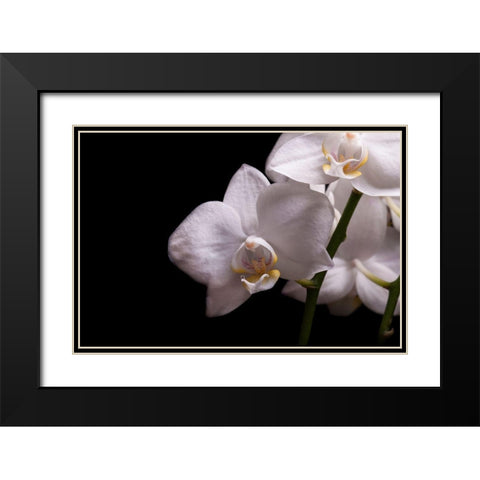 Orchidee III Black Modern Wood Framed Art Print with Double Matting by Brosius, Volker